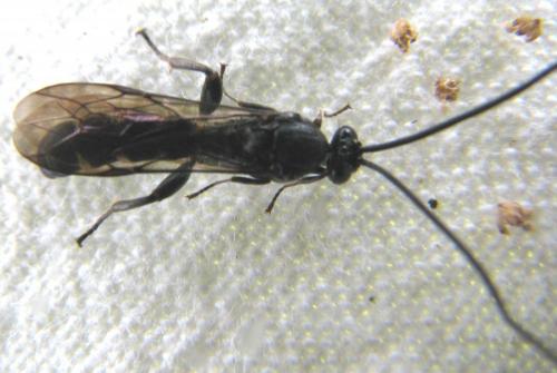 Metopius sp.